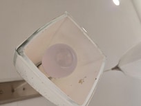 kitchen pendent light - tons of gnats