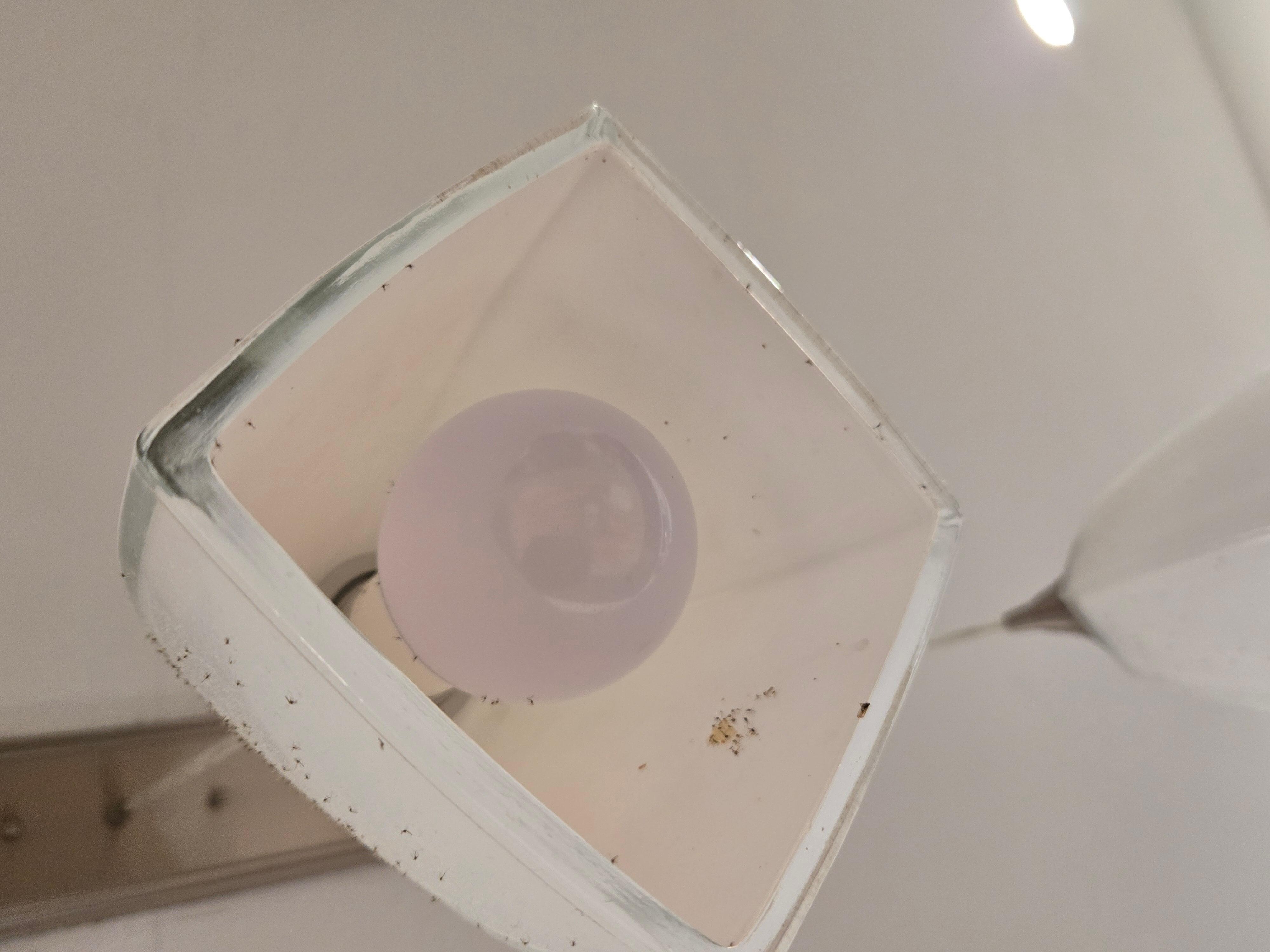 kitchen pendent light - tons of gnats 