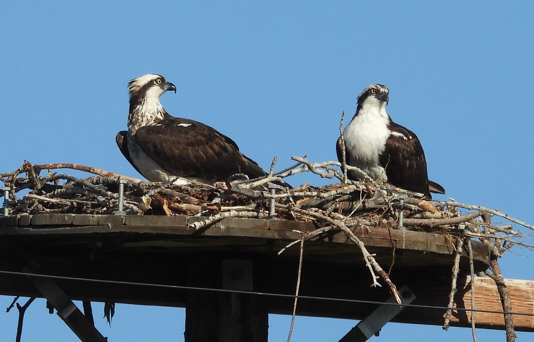 We saw these nesting near the bike path which was adjacent to the property.