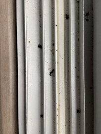 Insects