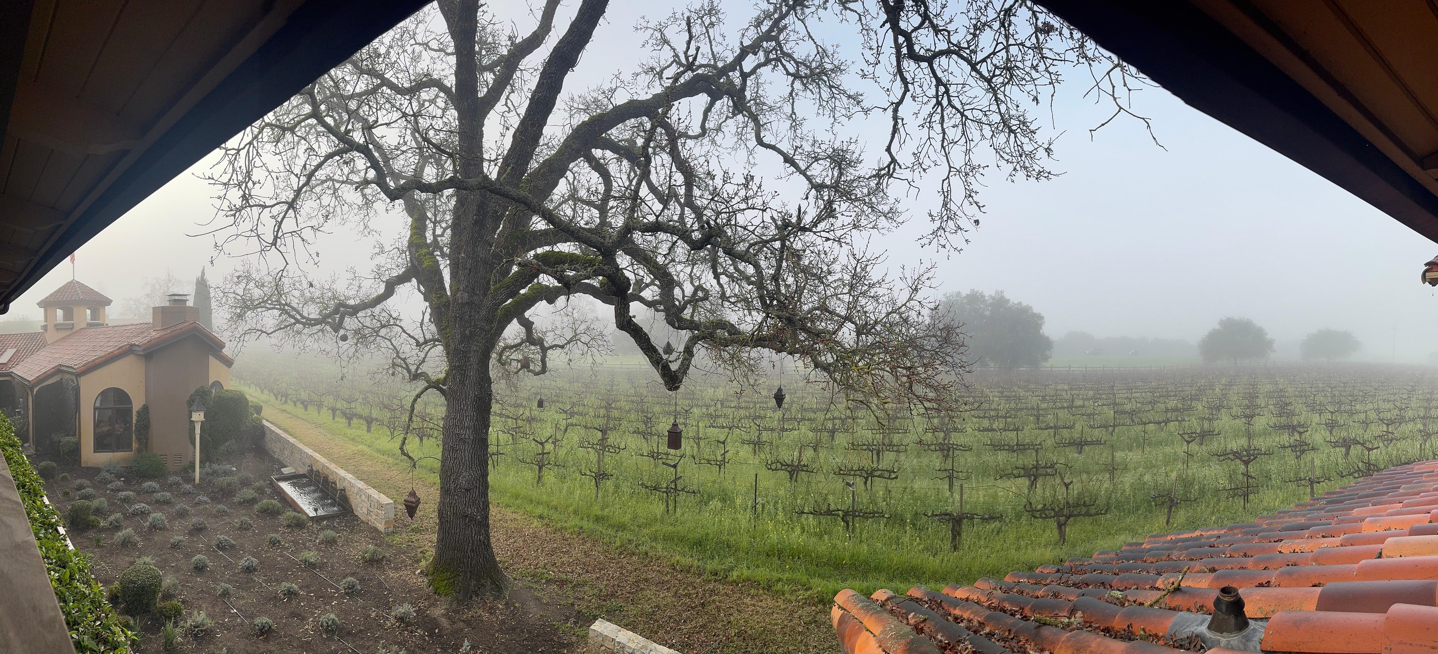 Morning view of the vineyard 