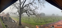 Morning view of the vineyard