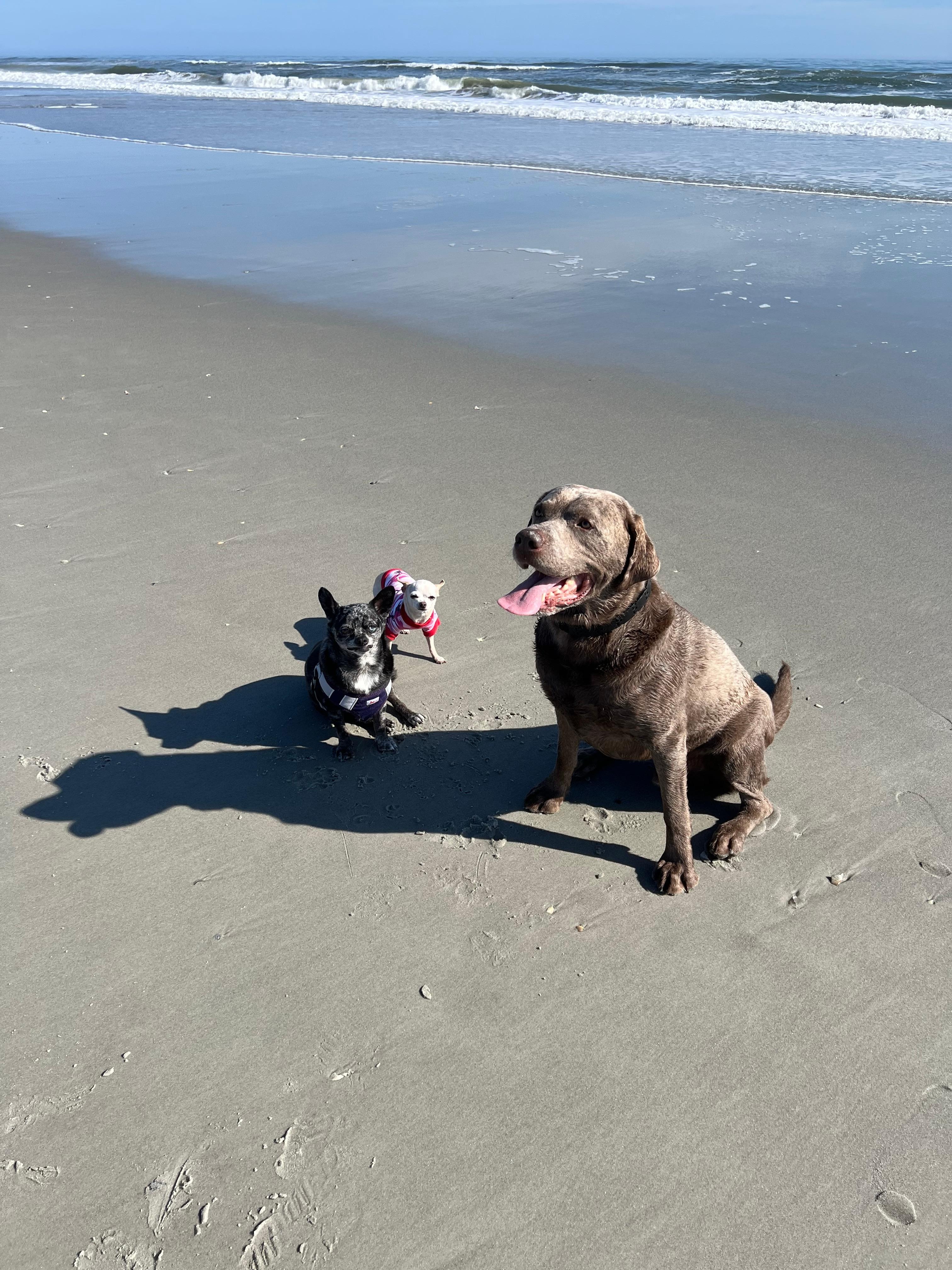 Doggies love the beach