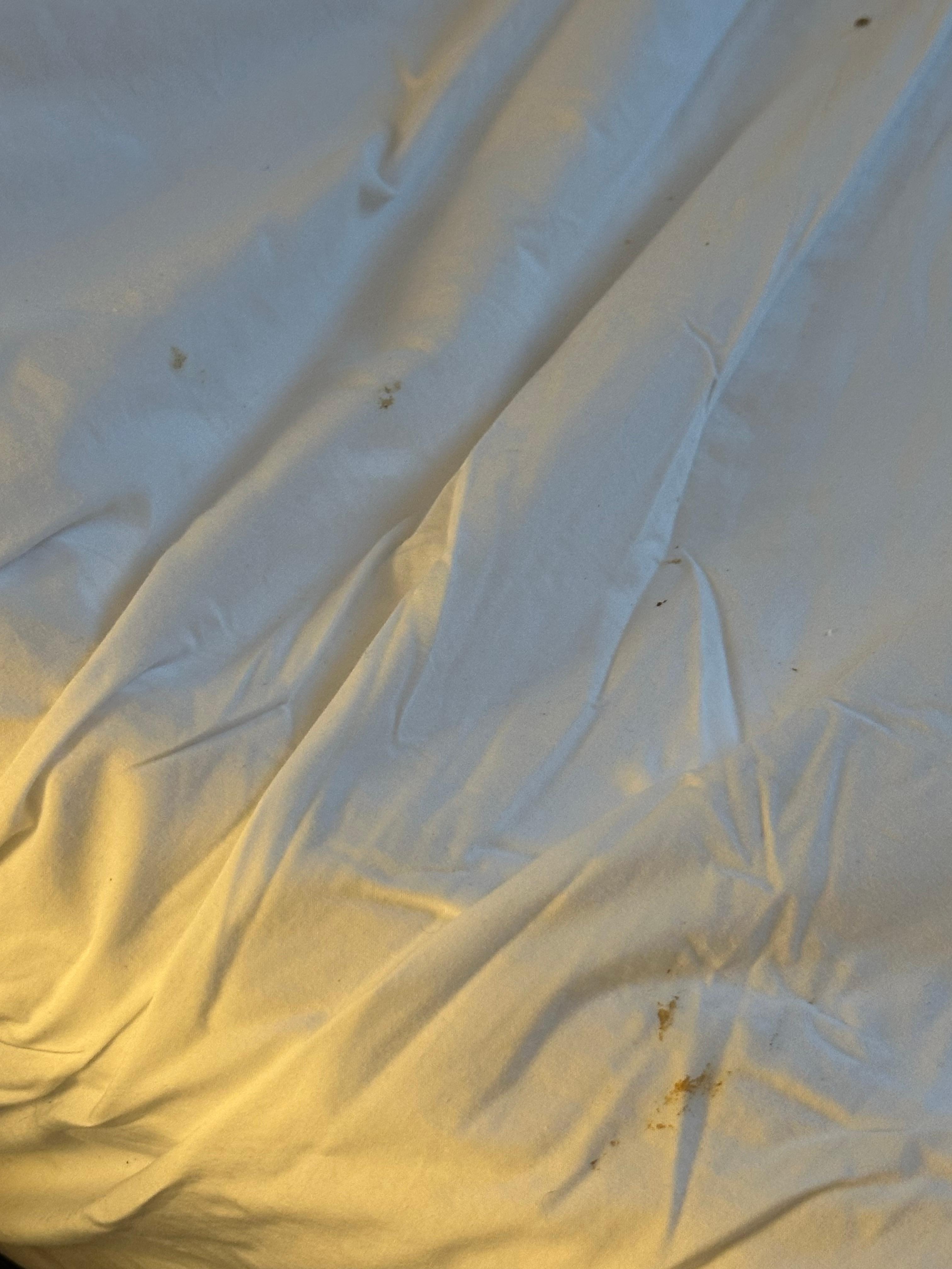 More blood on the unchanged sofa bed sheets 