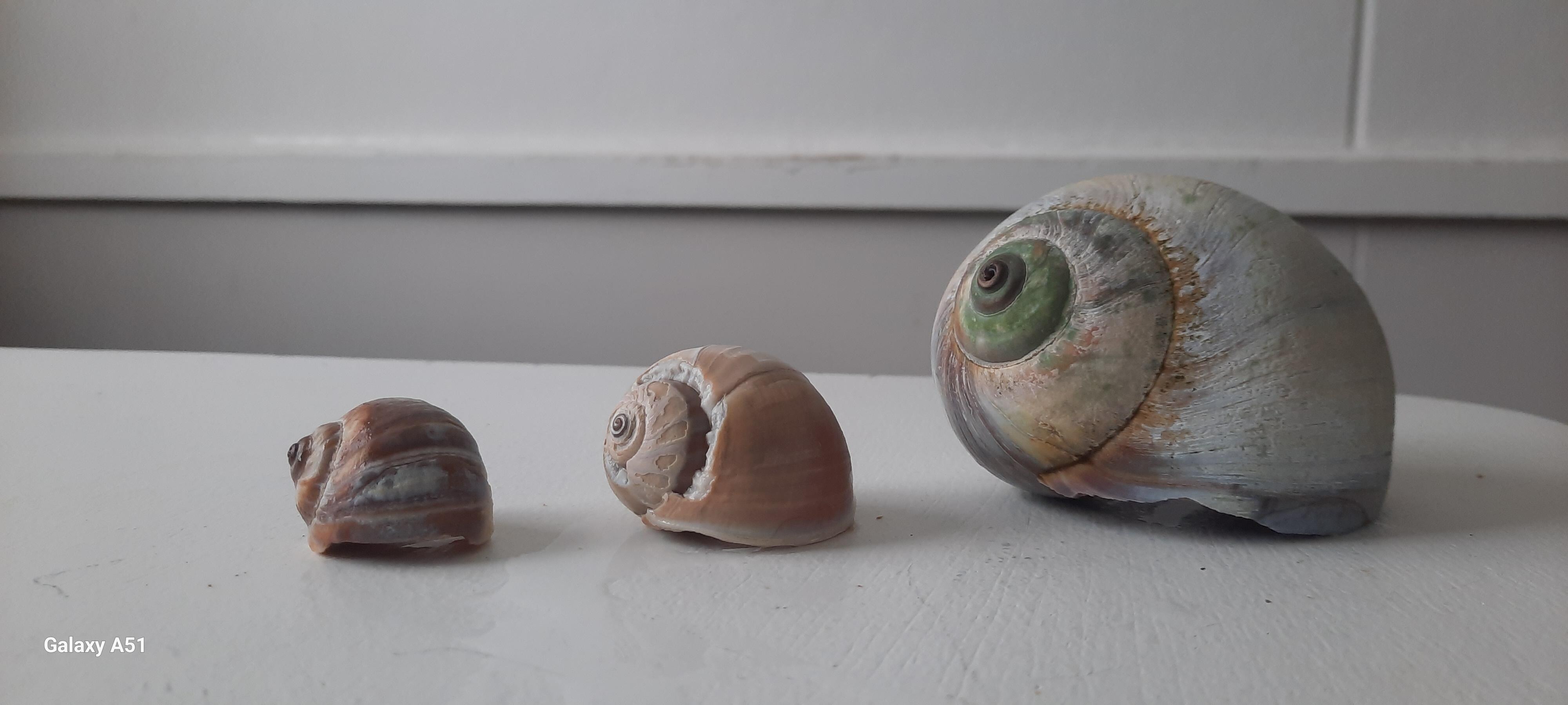 Shells from OOB