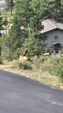 An elk right off our deck.