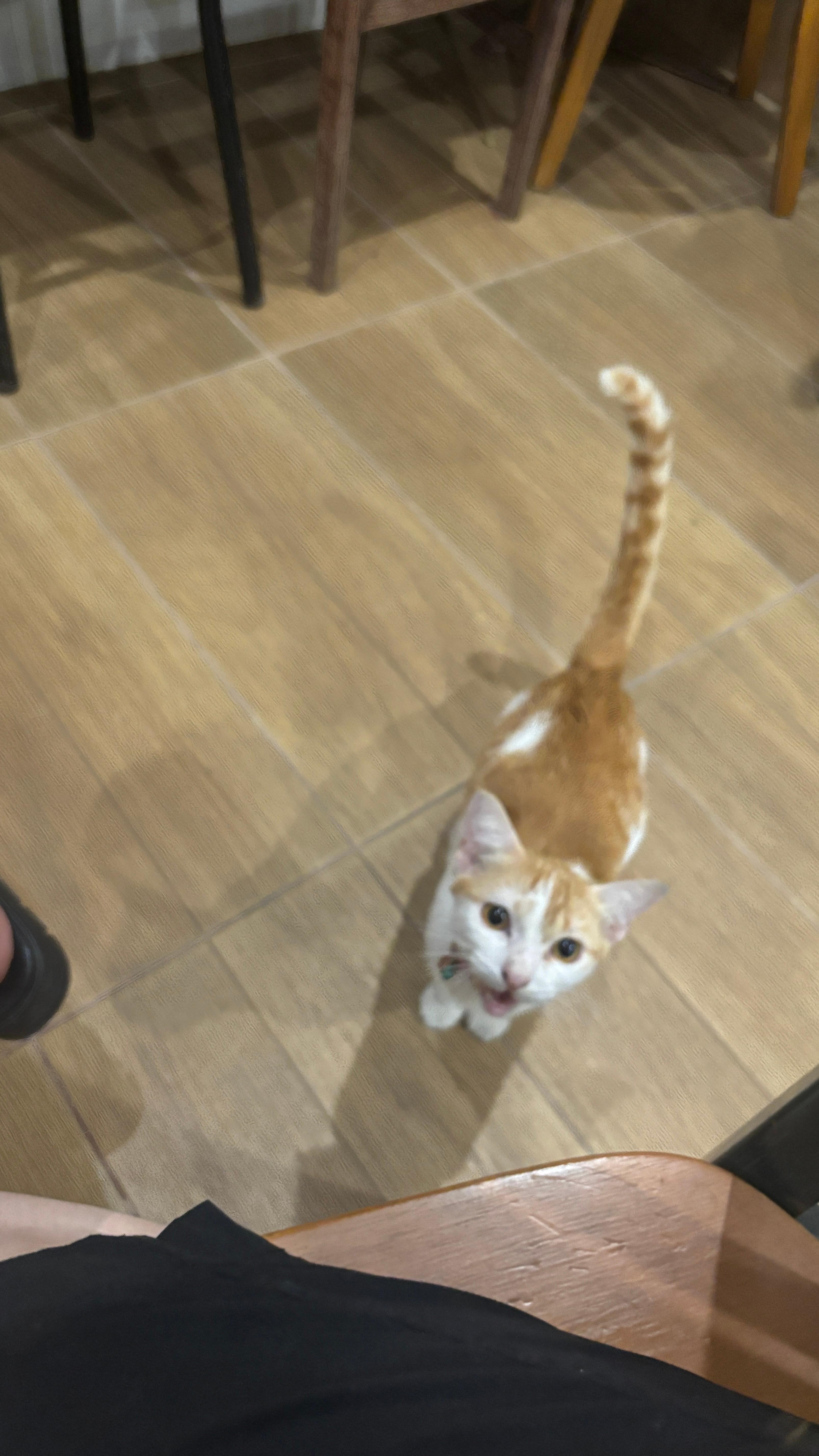 Friendly hotel cat always ready to greet you. 