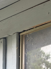 Mud dauber entry