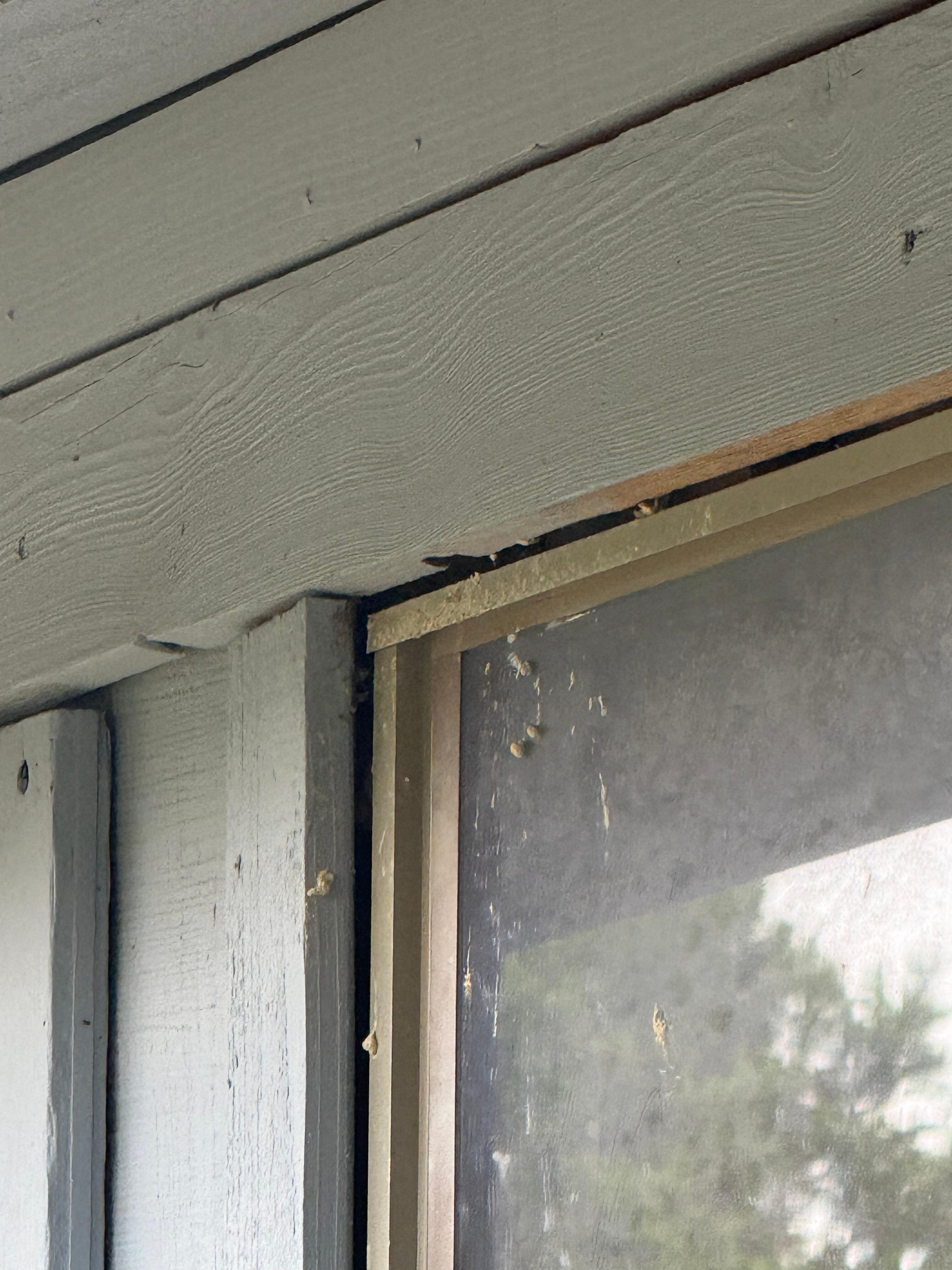 Mud dauber entry