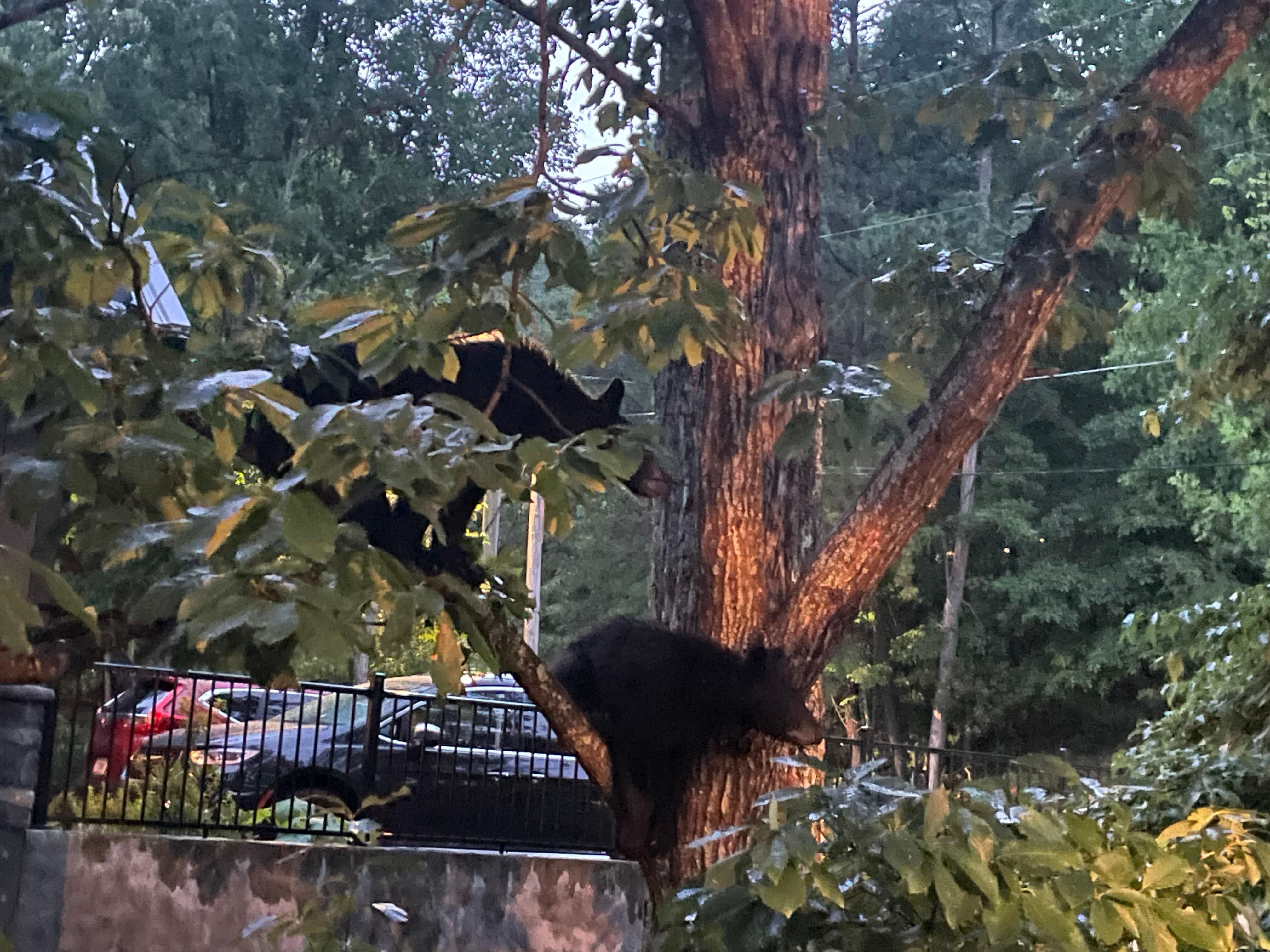 Bears in our trees the first night! 