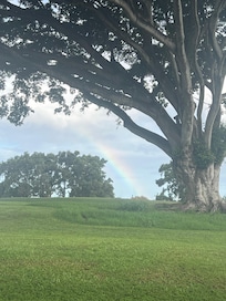 Beautiful Tree outside property.