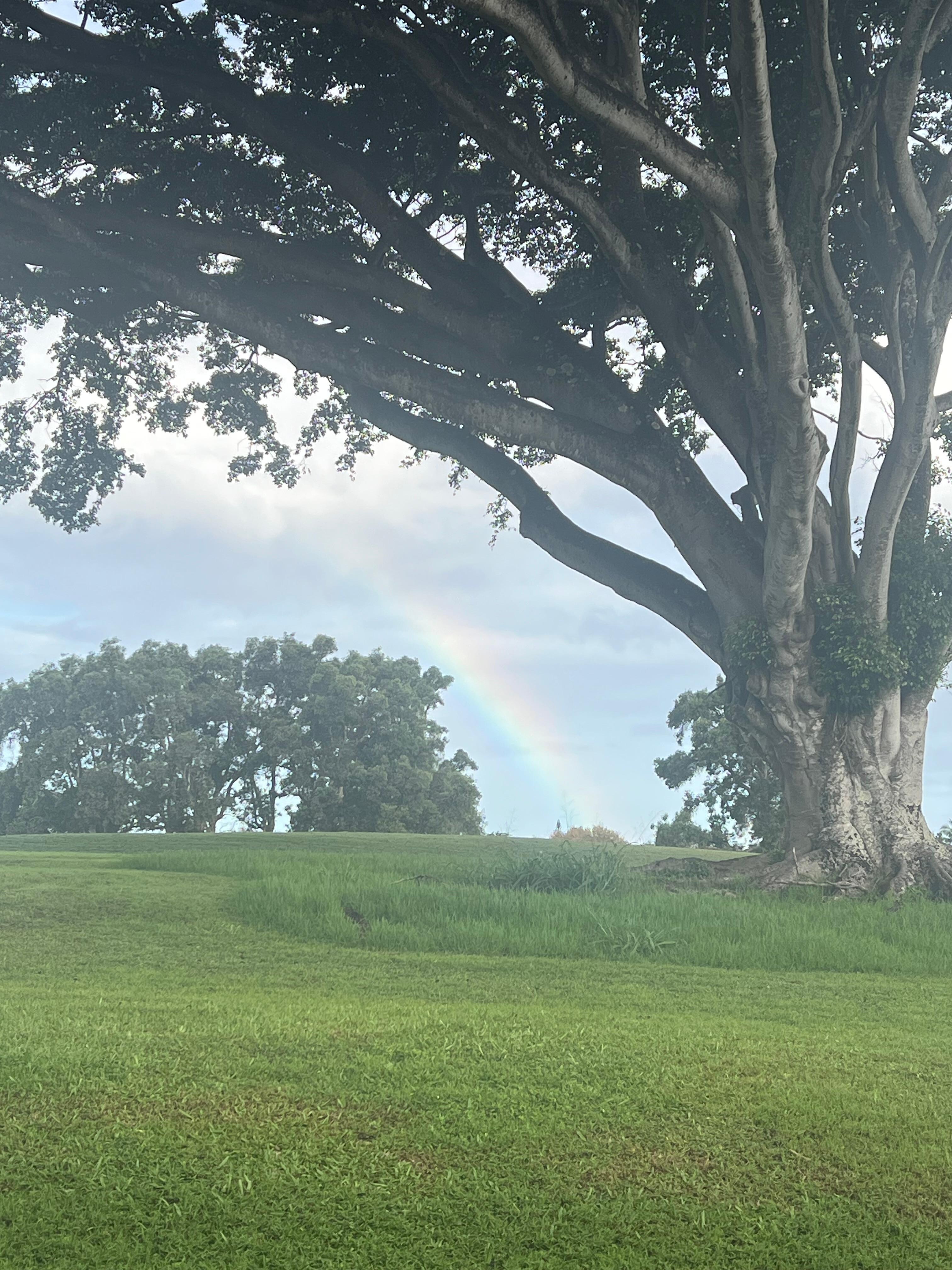 Beautiful Tree outside property.