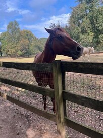 He wanted us to pet him