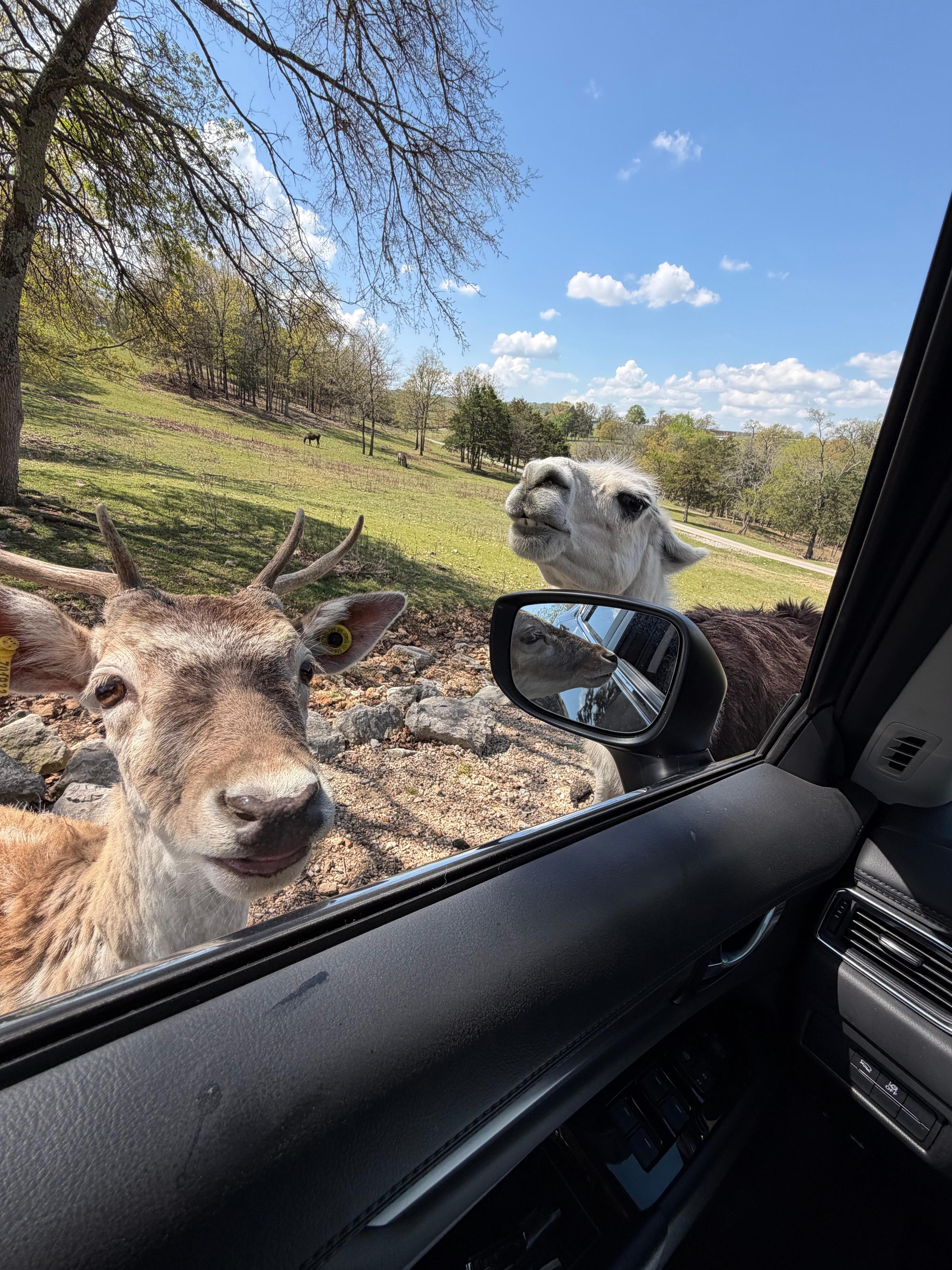 Safari animals: deer and llama