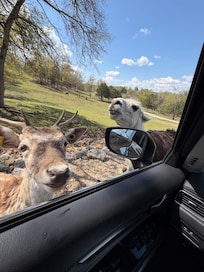 Safari animals: deer and llama