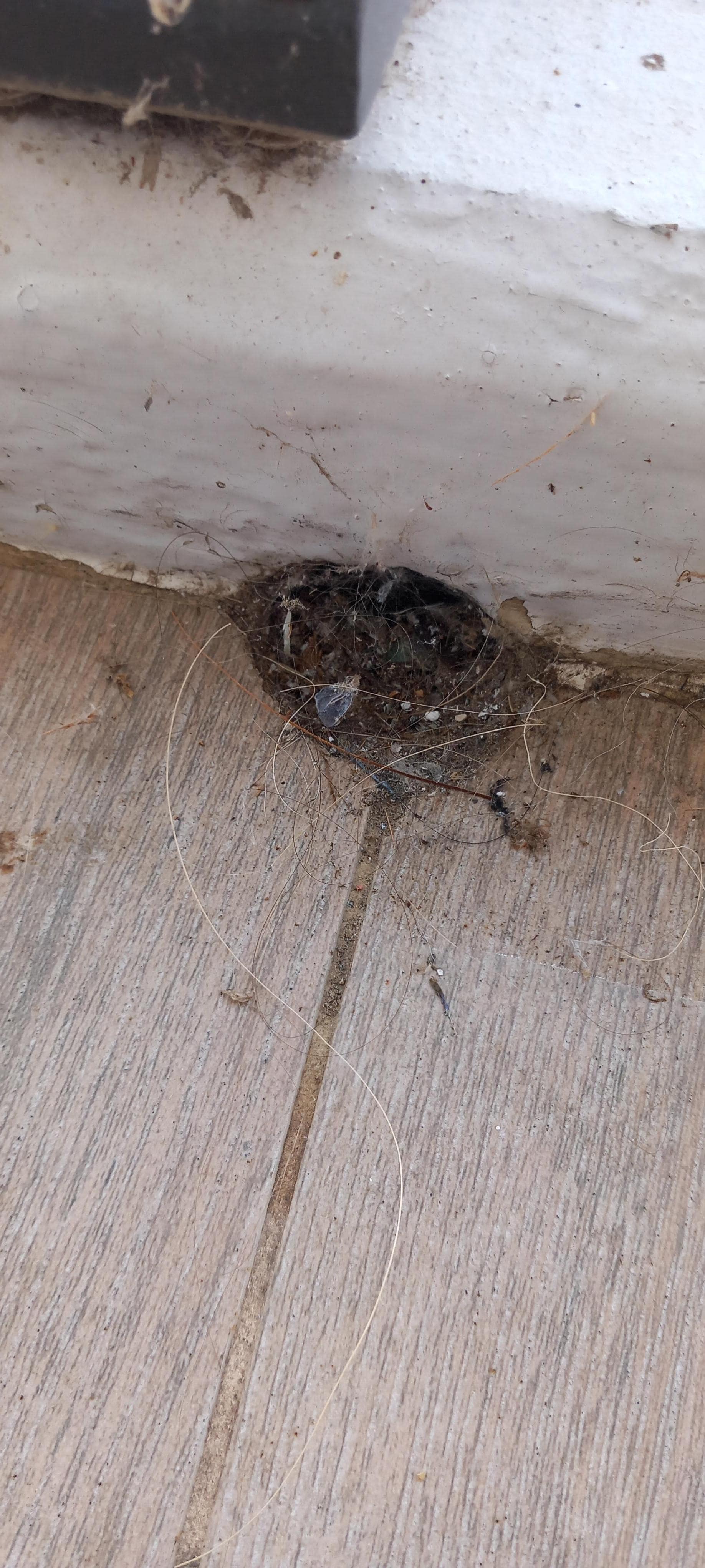 Veranda drain blokked with filth