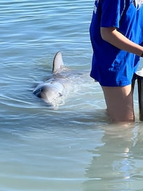 Delfin morgen mad kl 7.45