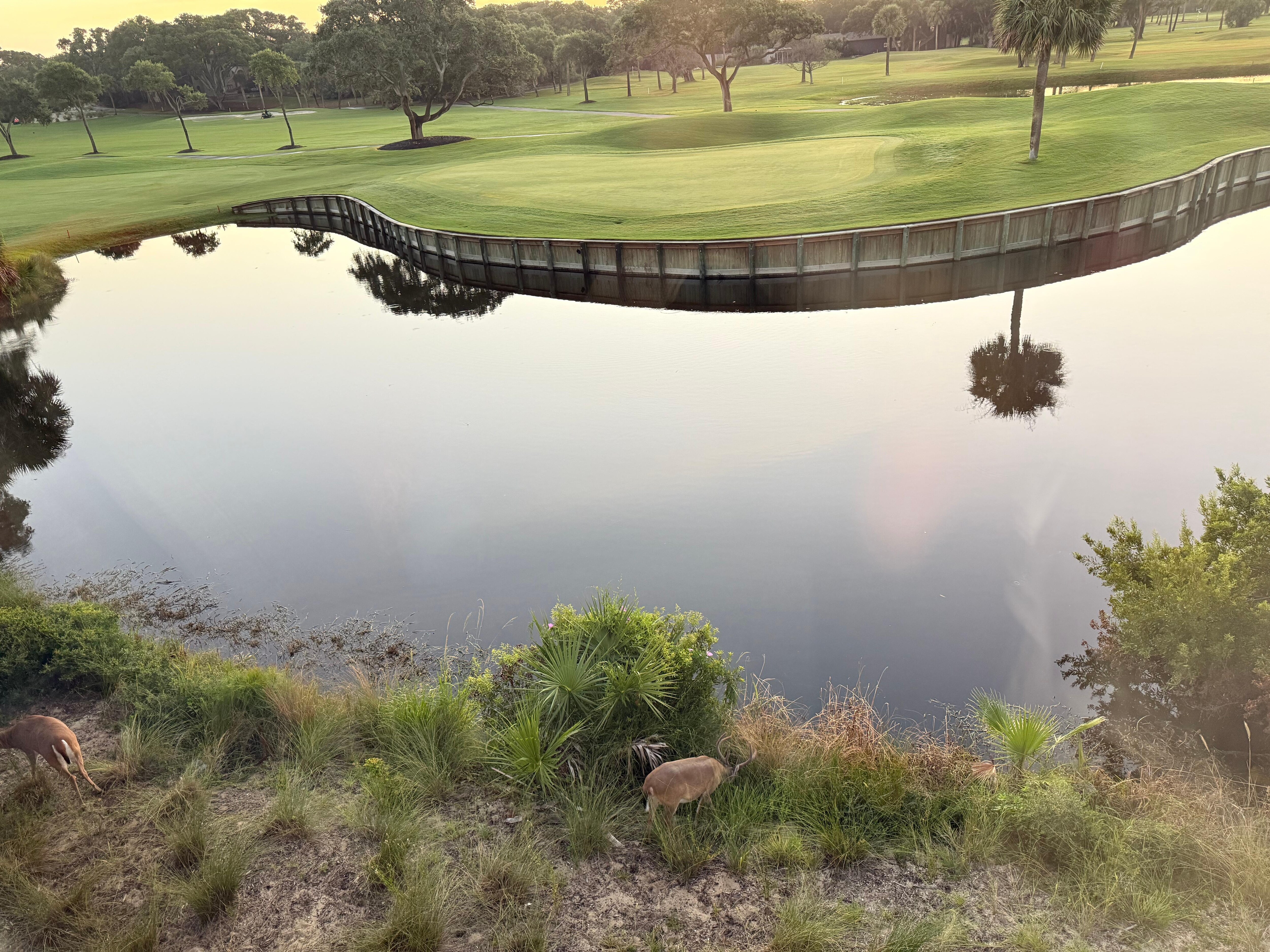 Deer grazing outside the living room window in the early morning.