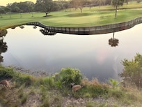 Deer grazing outside the living room window in the early morning.