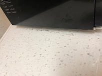 Ants in microwave.