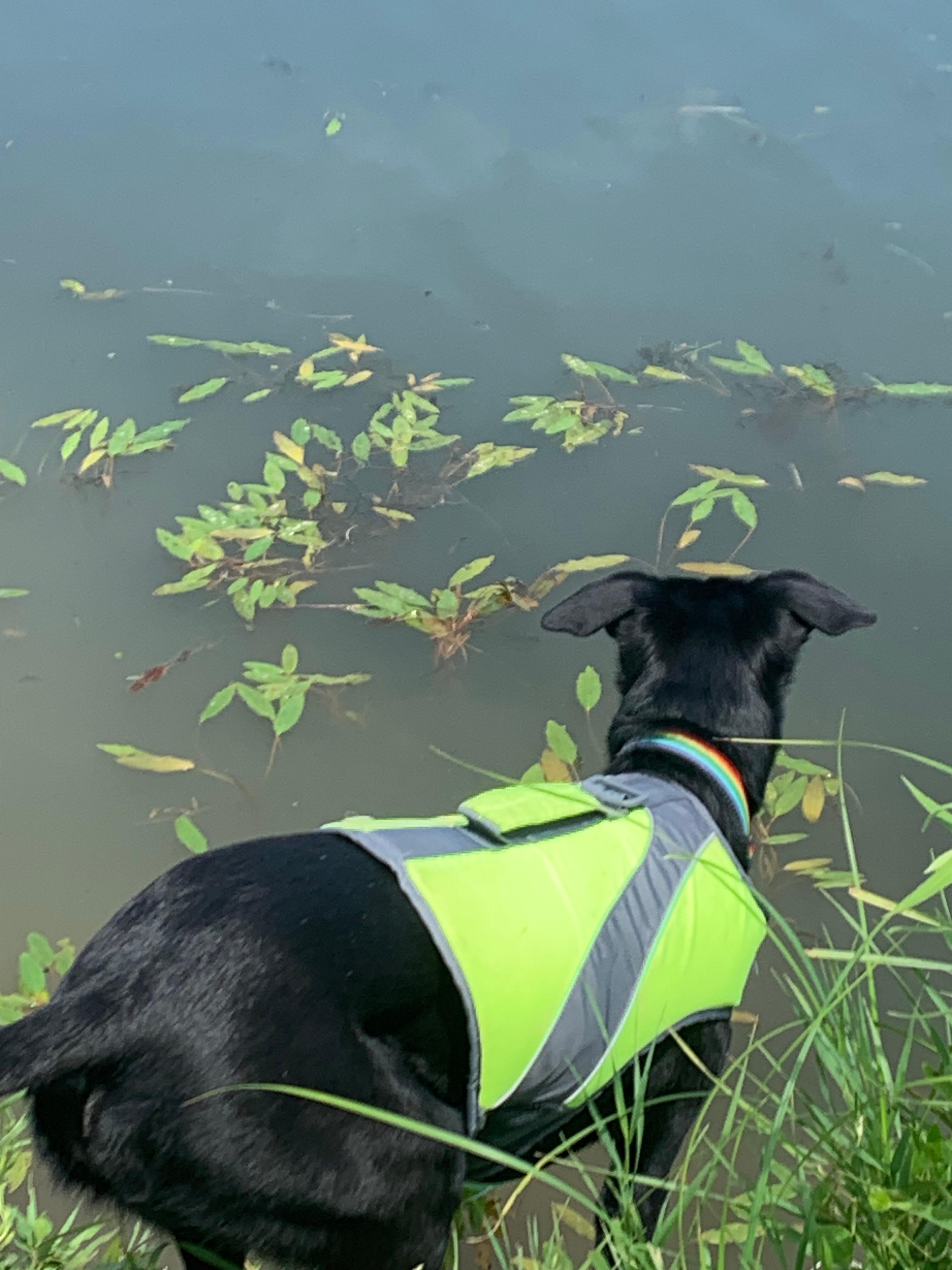 Jazz going for a dip! 