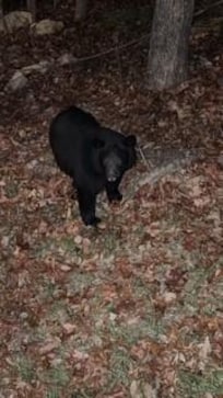 Visitor 1st night from downstairs balcony