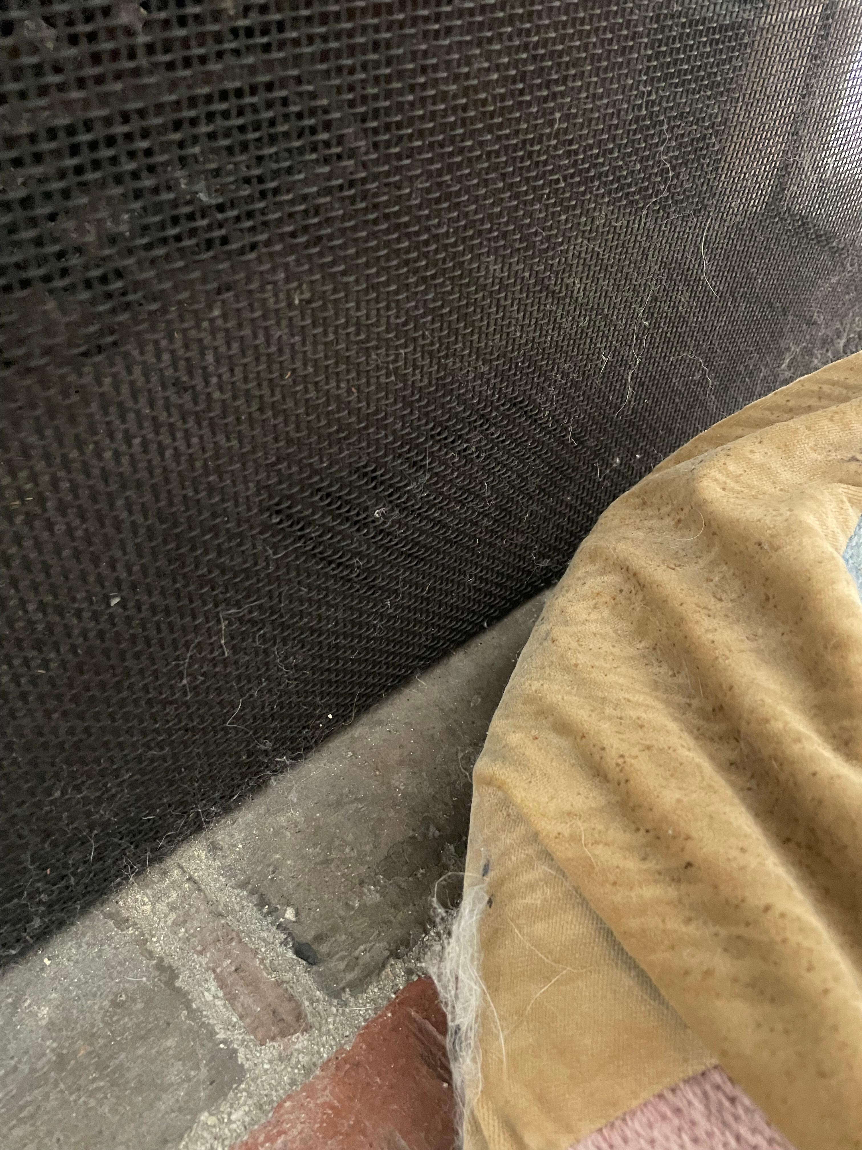 Dog hair