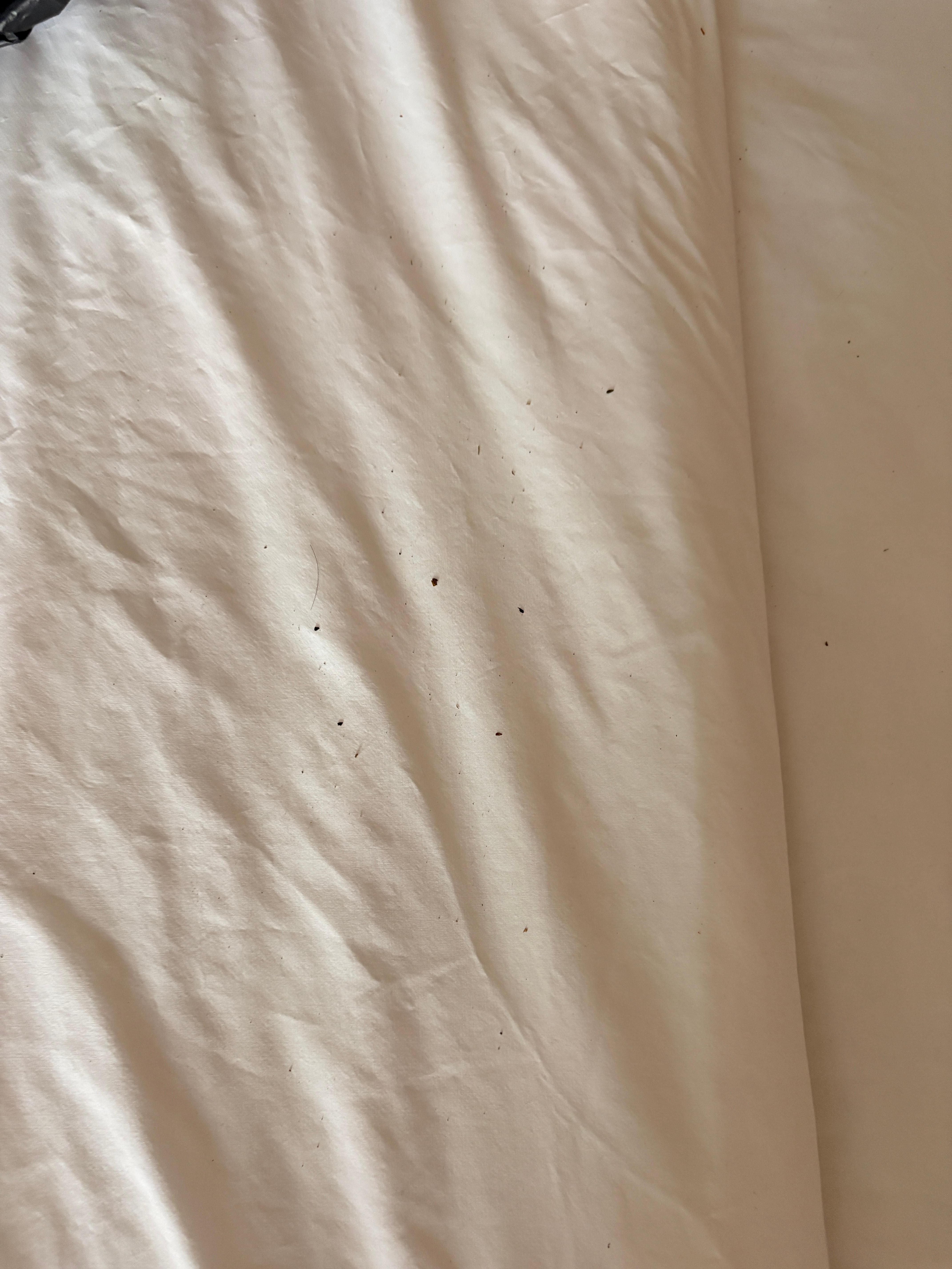 Looks like dead bed bugs
