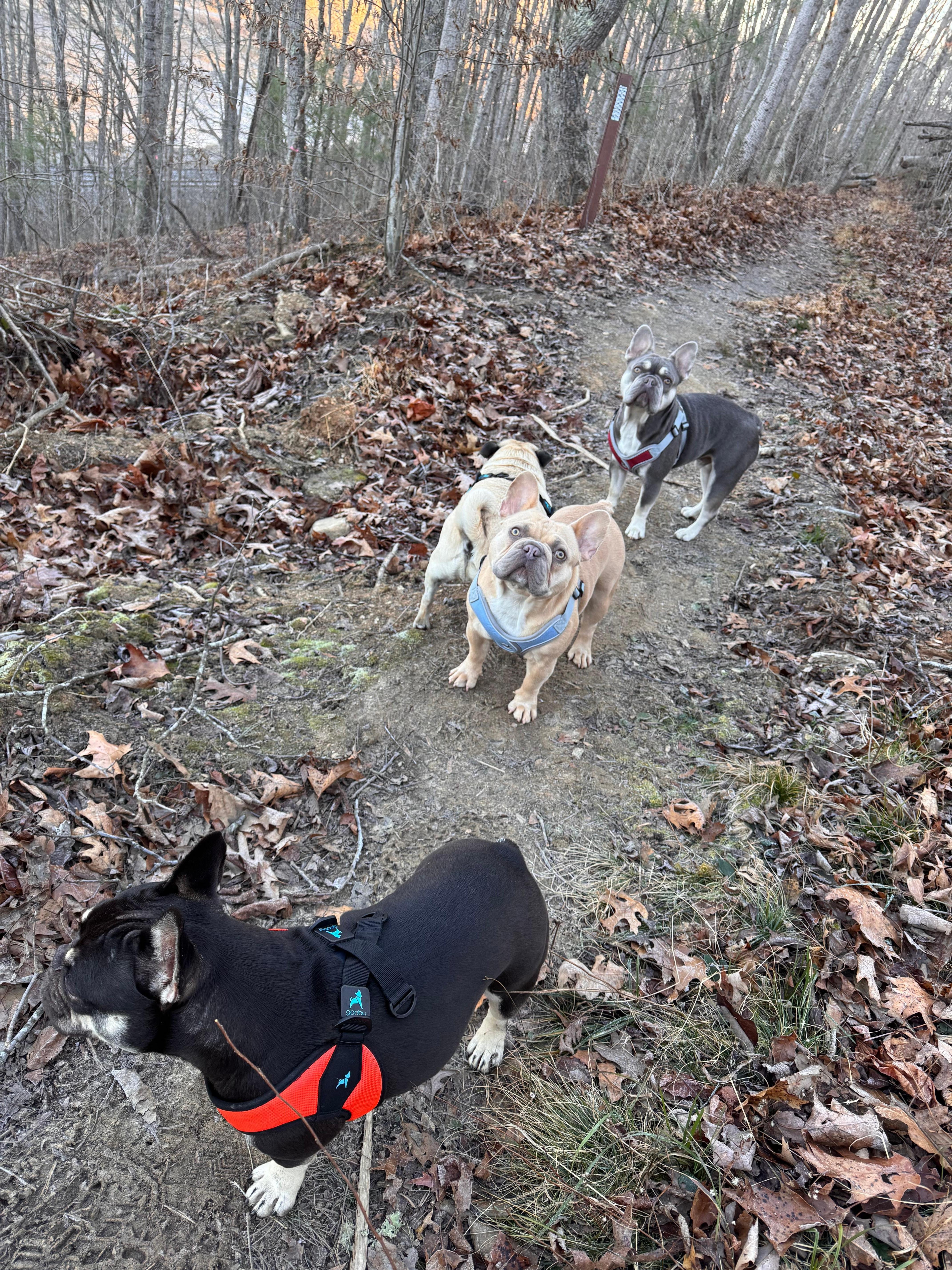 Richmond Hill morning hikes. 