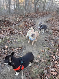 Richmond Hill morning hikes.