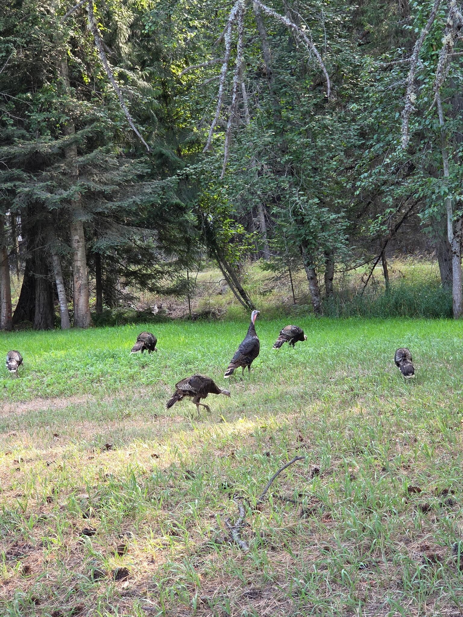 Wild turkeys are great to watch!