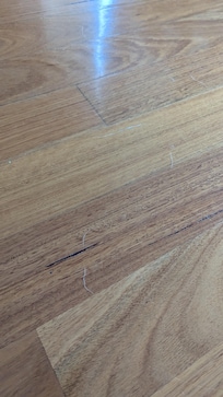 Dog hair on the floor