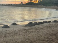 Turtles at Poipu Beach at Sunset