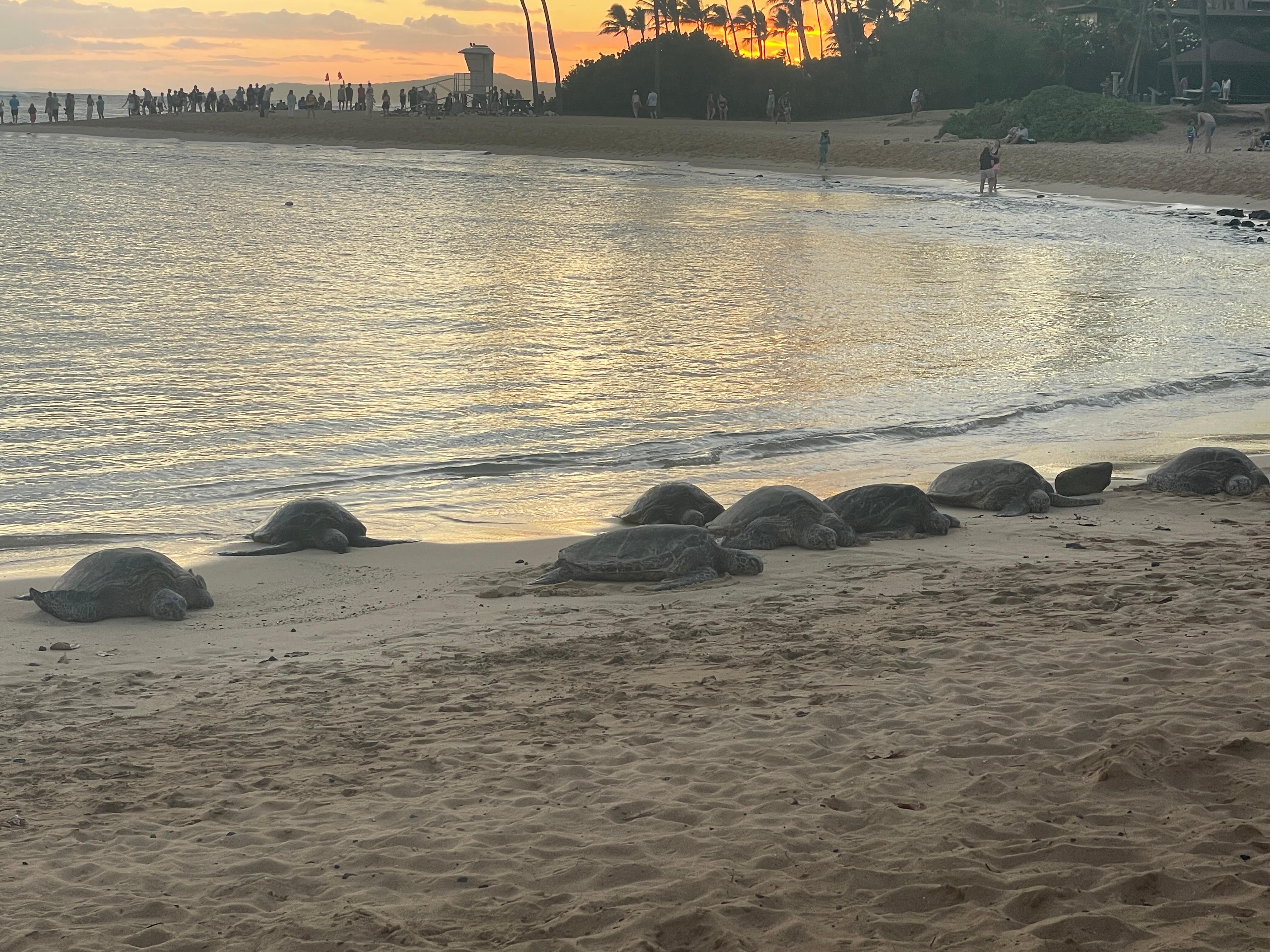 Turtles at Poipu Beach at Sunset