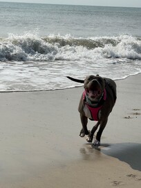 Luna enjoying the beach right down the road from the house!