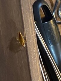 lots of roaches in the kitchen drawers crawling on top of utensils and cooking pans