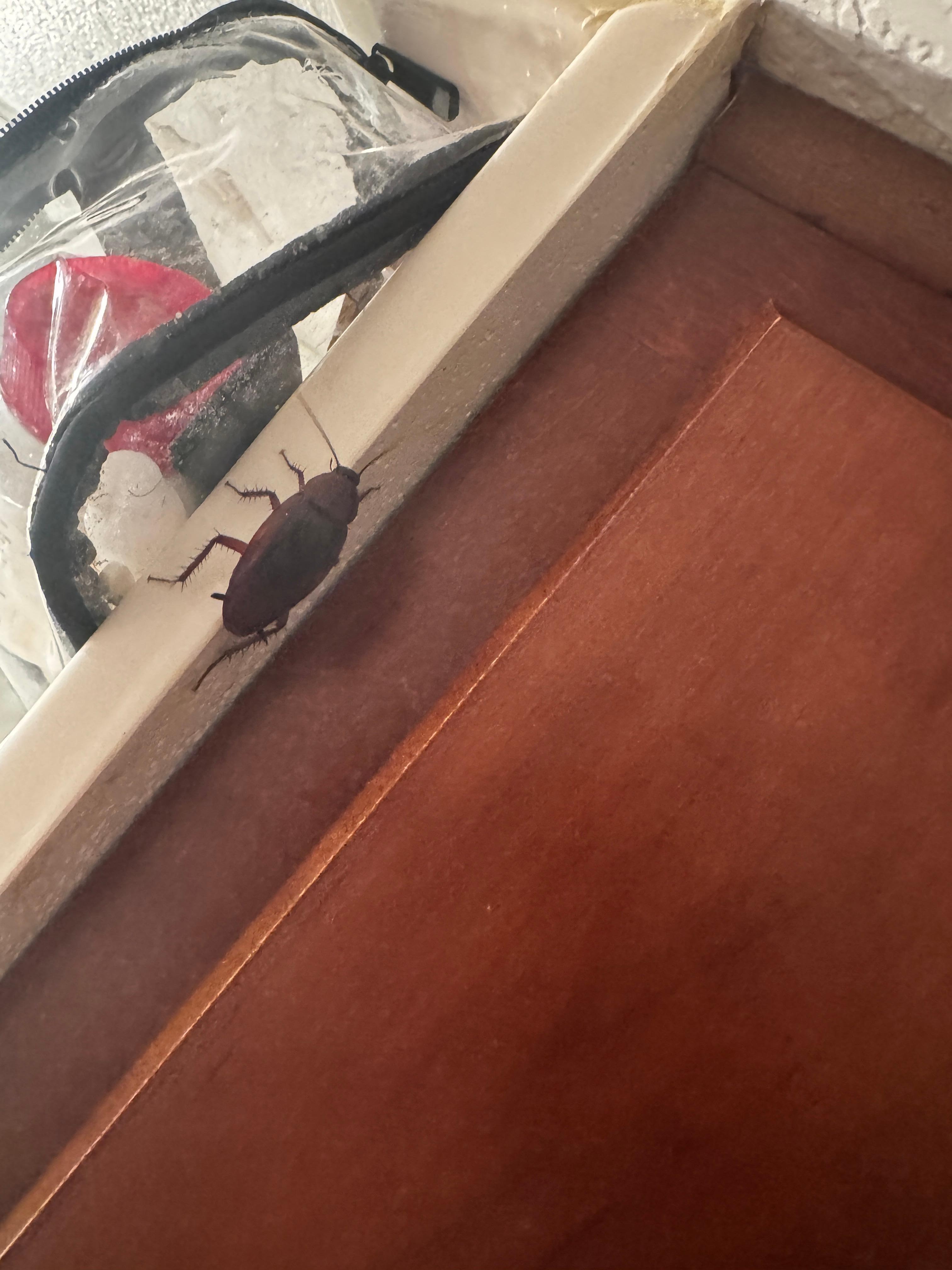 Roaches crawling on the bathroom sink