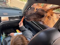Elk will stick heads entire way into car in search of a carrots.