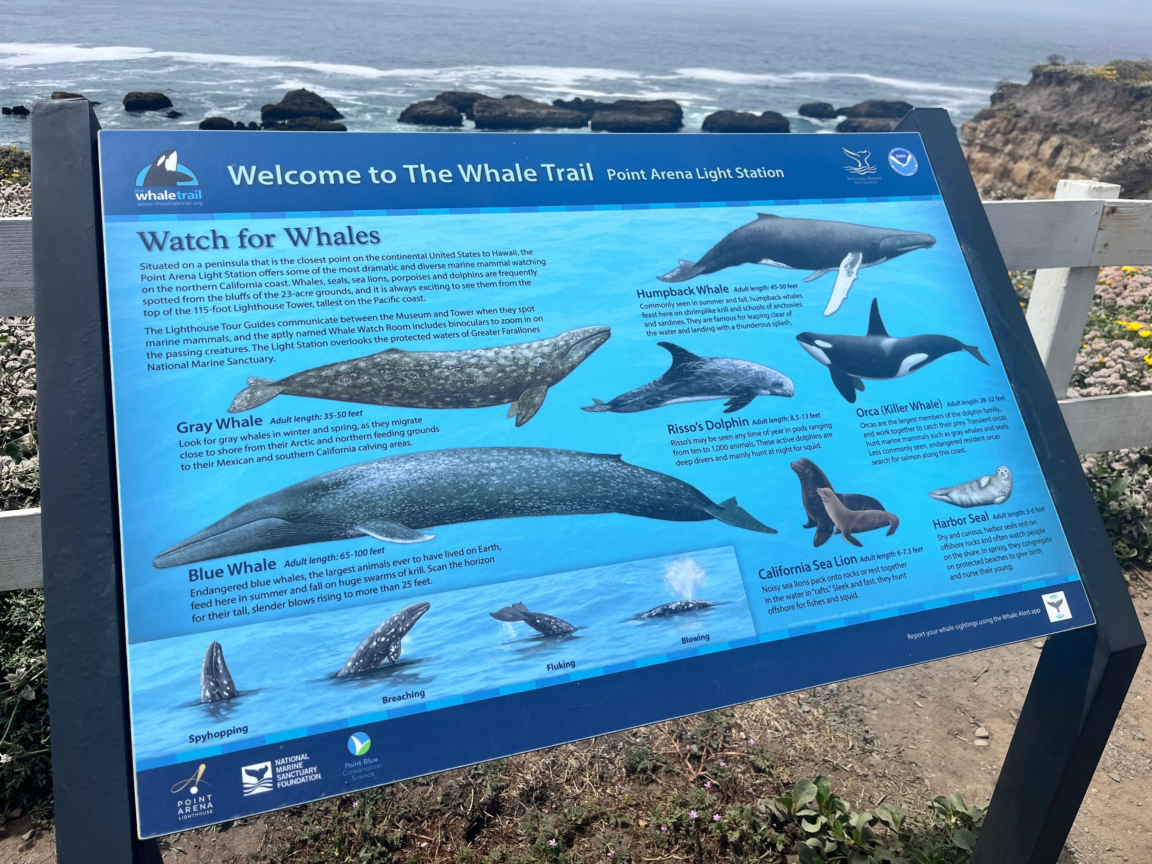 We saw whales off the coast! Pt. Arena lighthouse was beautiful. 