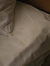 Flies on the pillows and bed