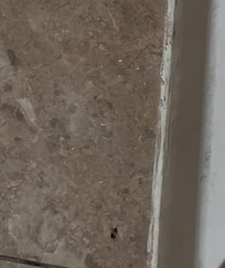 Roach 3