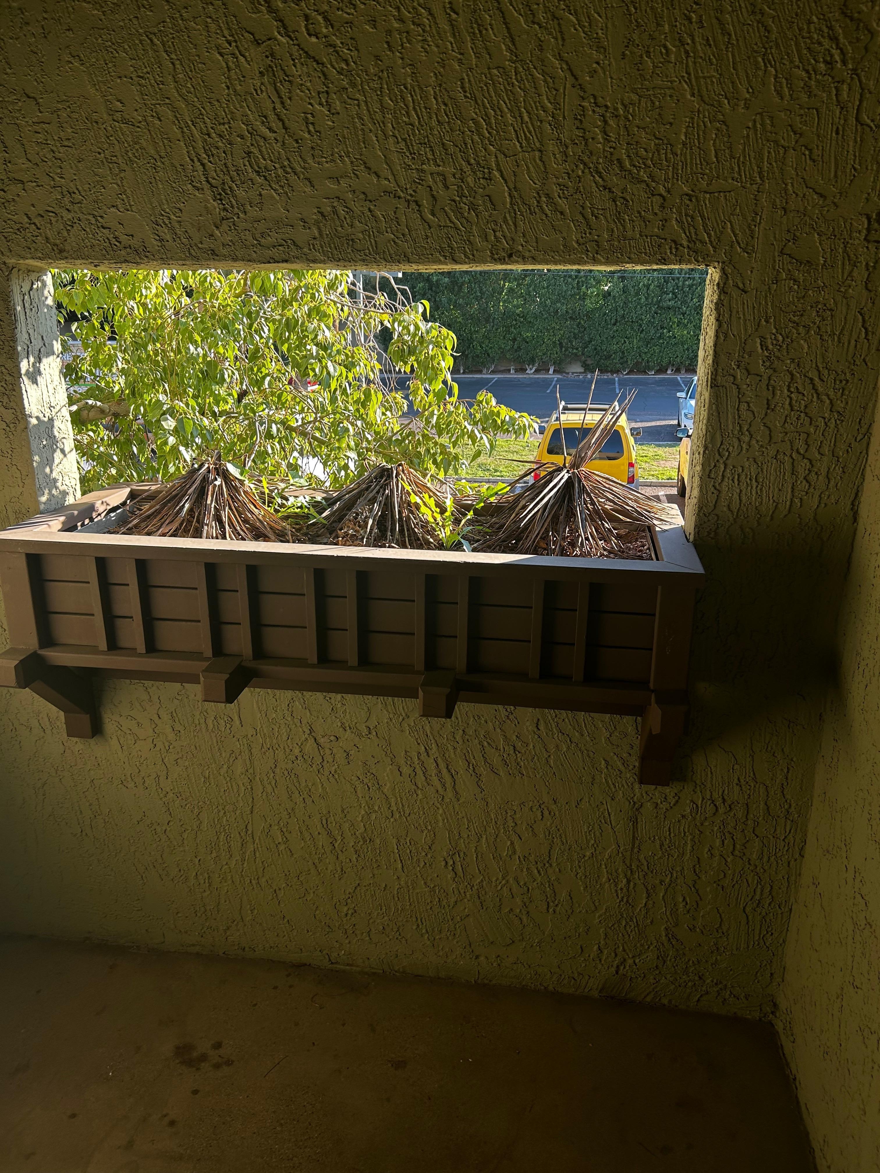 Dead shrubbery with weeds growing in the planter