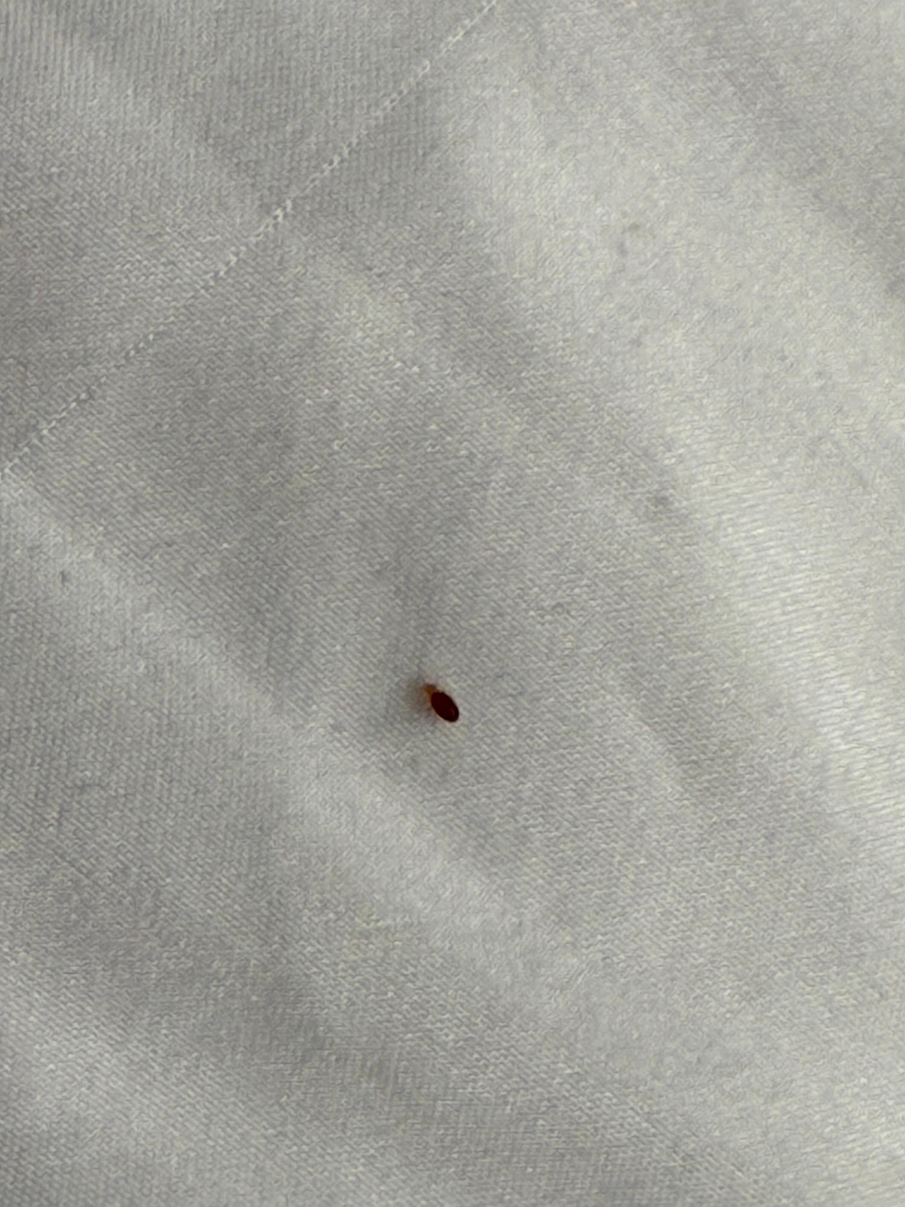 Baby bed bug