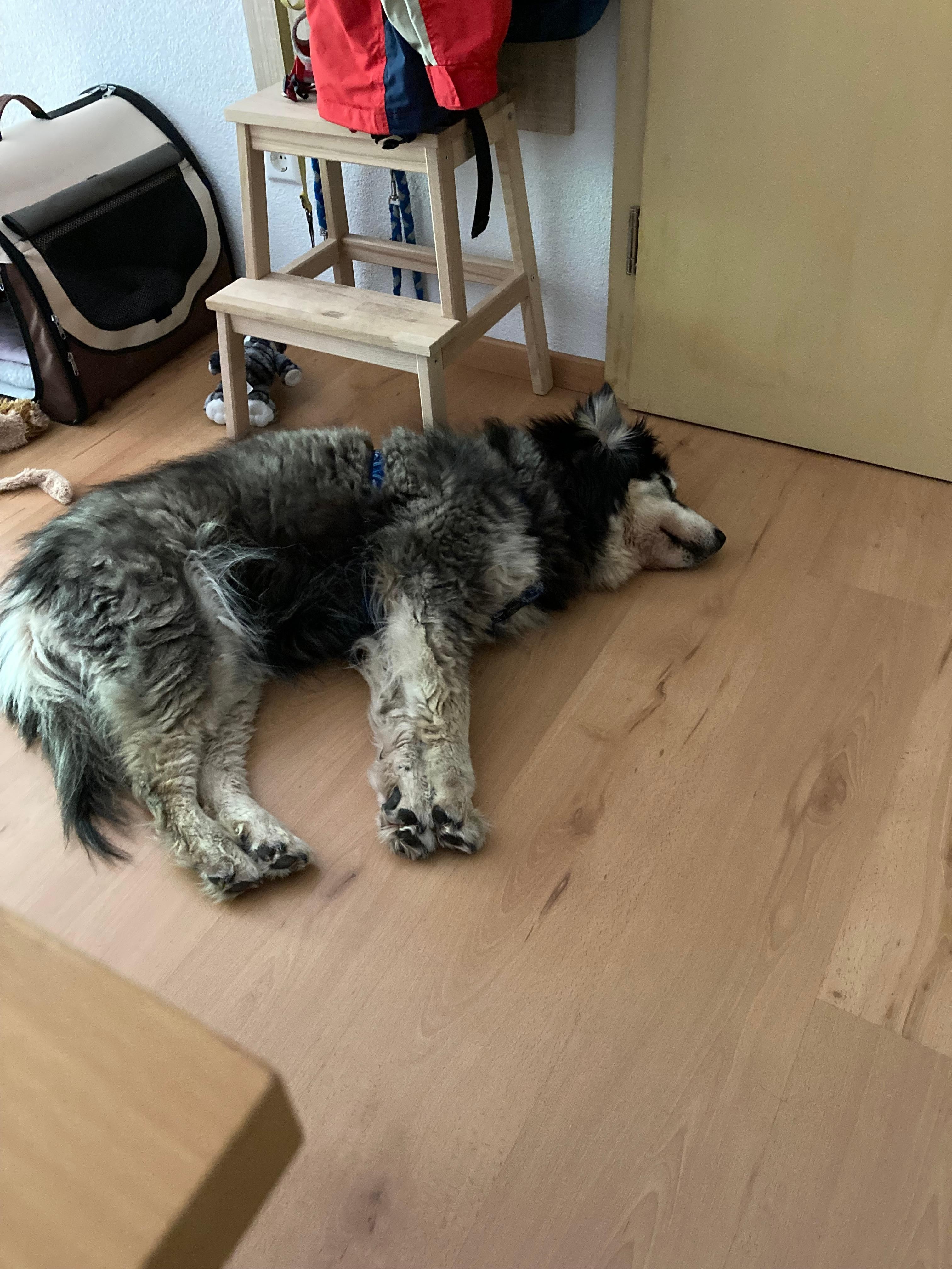 Hund fühlt sich auch wohl