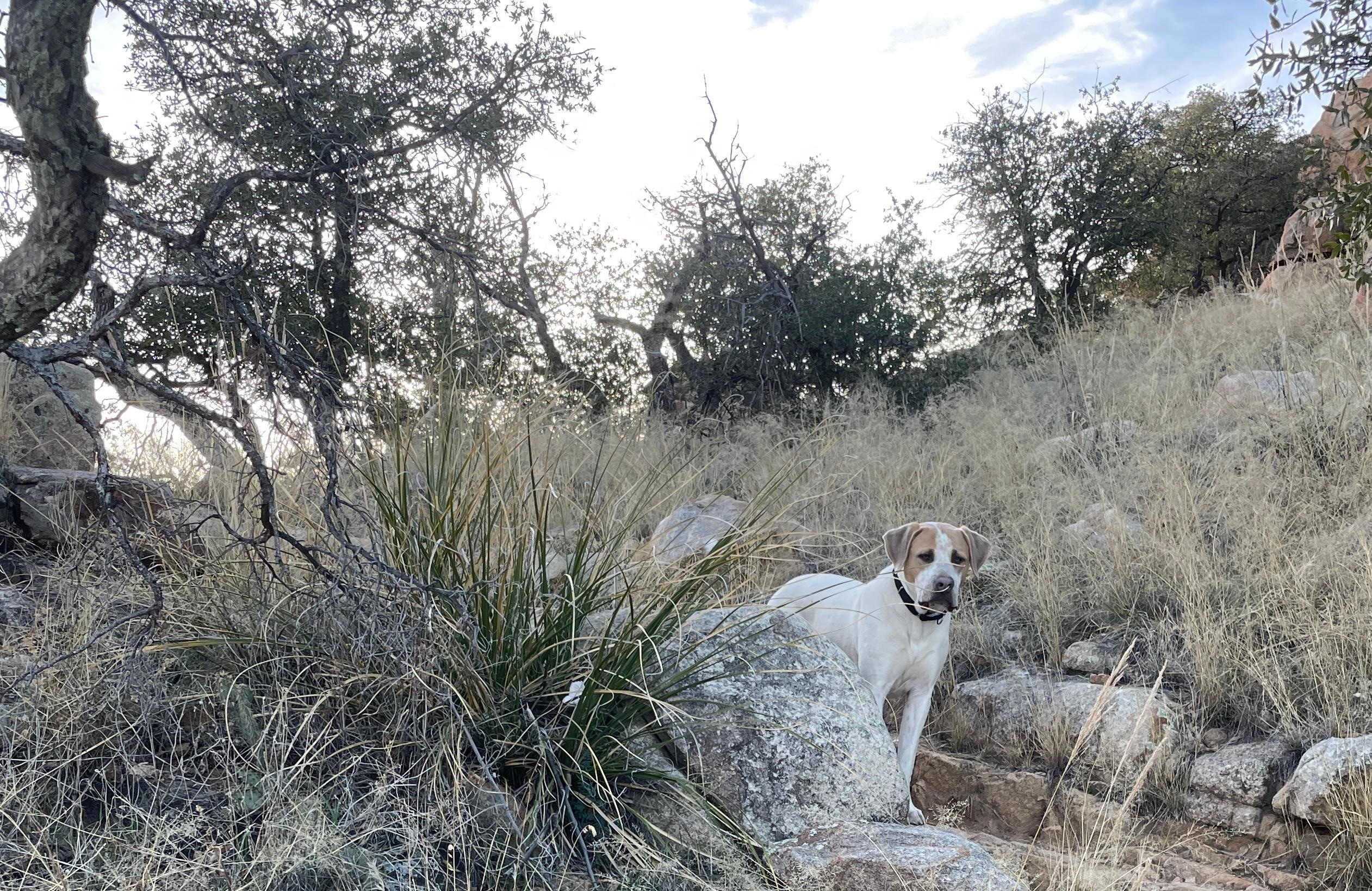 At Watson Lake, two minutes from the house. 