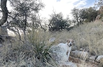 At Watson Lake, two minutes from the house.