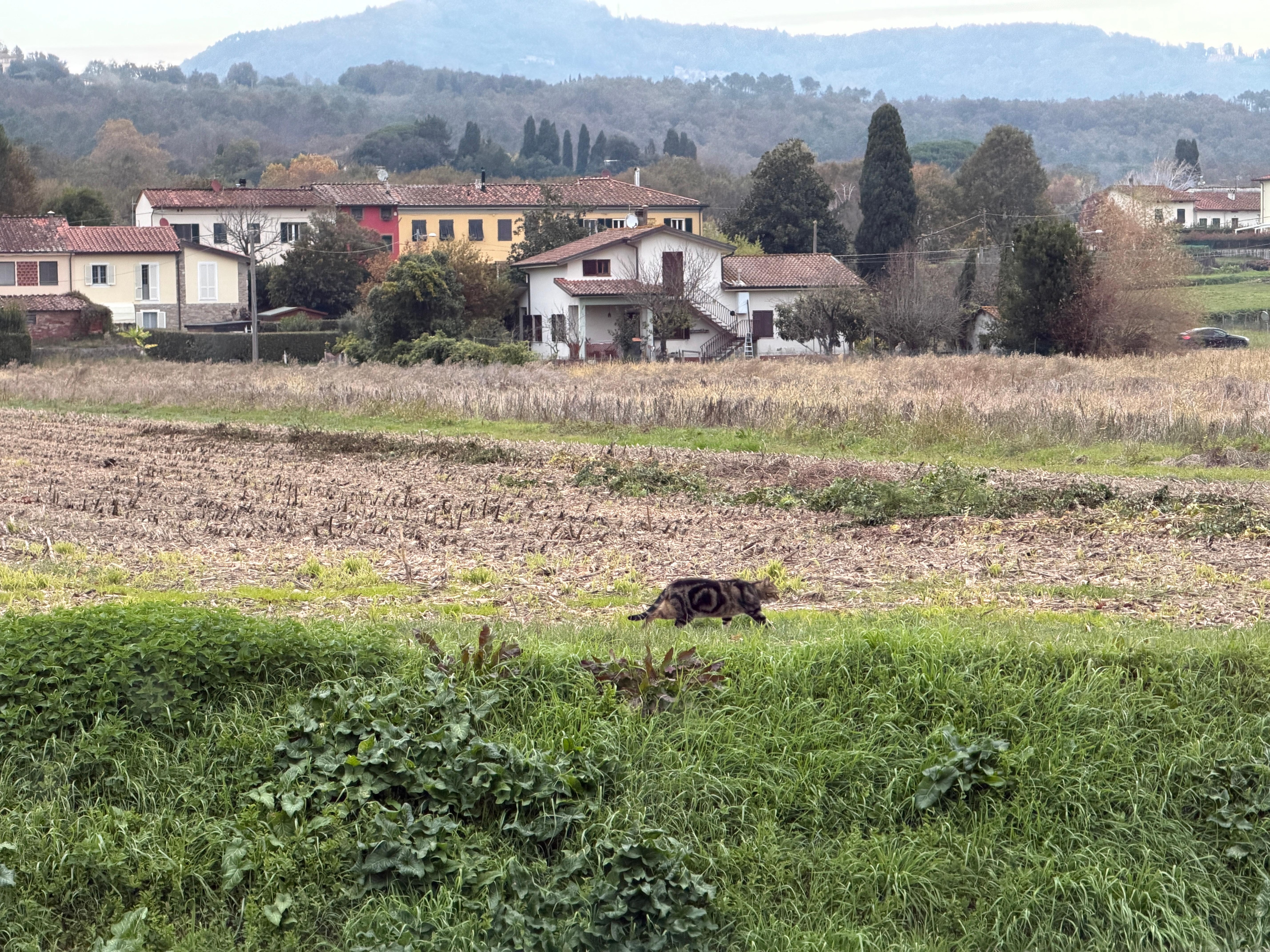 Neighboring farm (and kitty!)