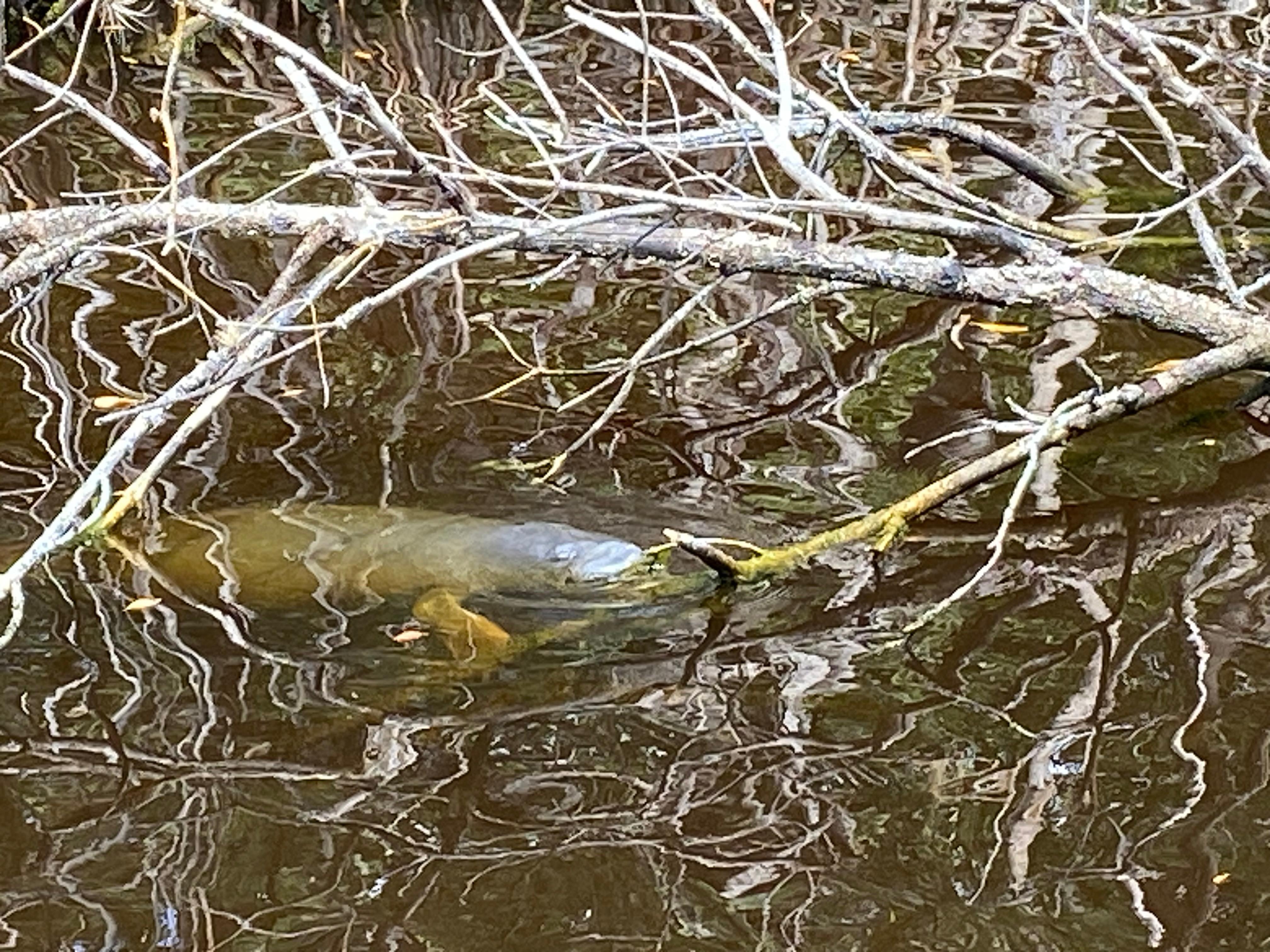 Baby manatee from the boat.