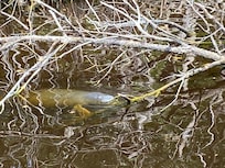 Baby manatee from the boat.
