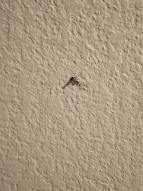 Dead mosquito on wall